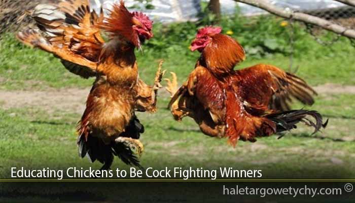 Educating Chickens to Be Cock Fighting Winners